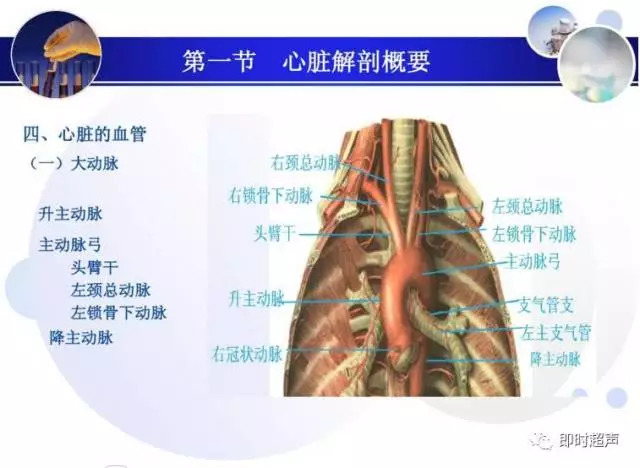 正常心脏超声诊断