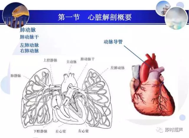 正常心脏超声诊断