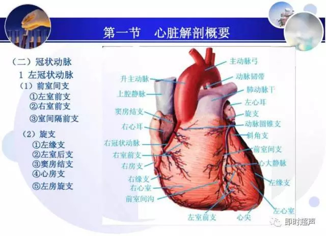 正常心脏超声诊断