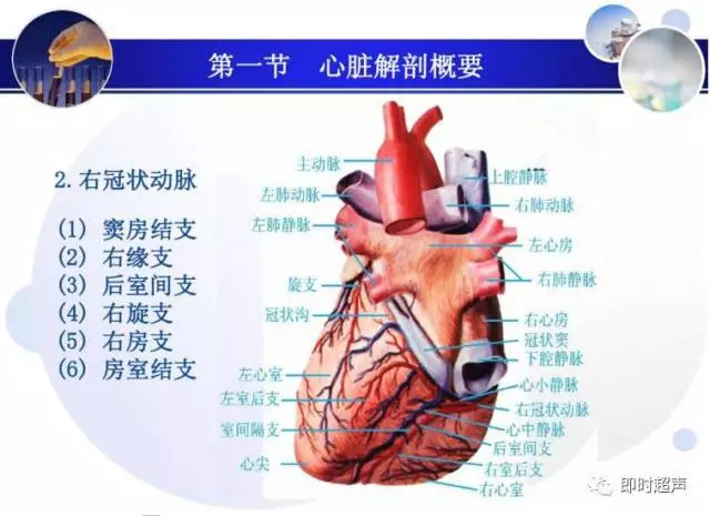 正常心脏超声诊断