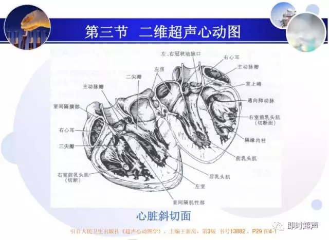 正常心脏超声诊断