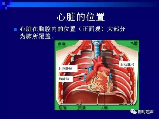 心脏超声解剖及正常声像图