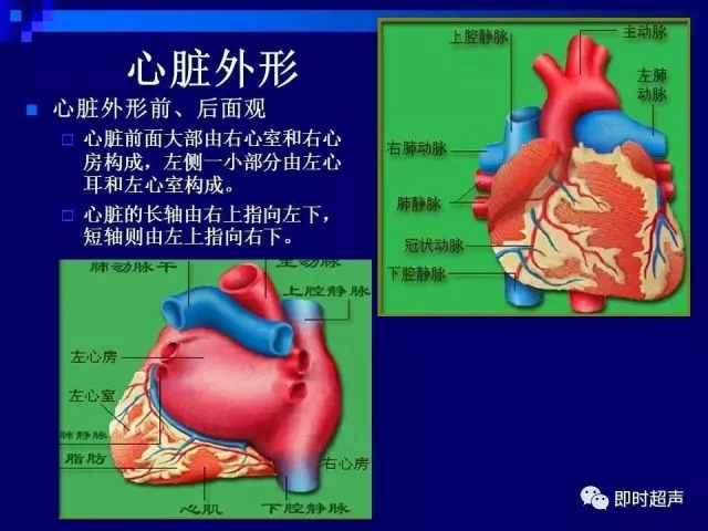 心脏超声解剖及正常声像图