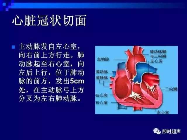 心脏超声解剖及正常声像图