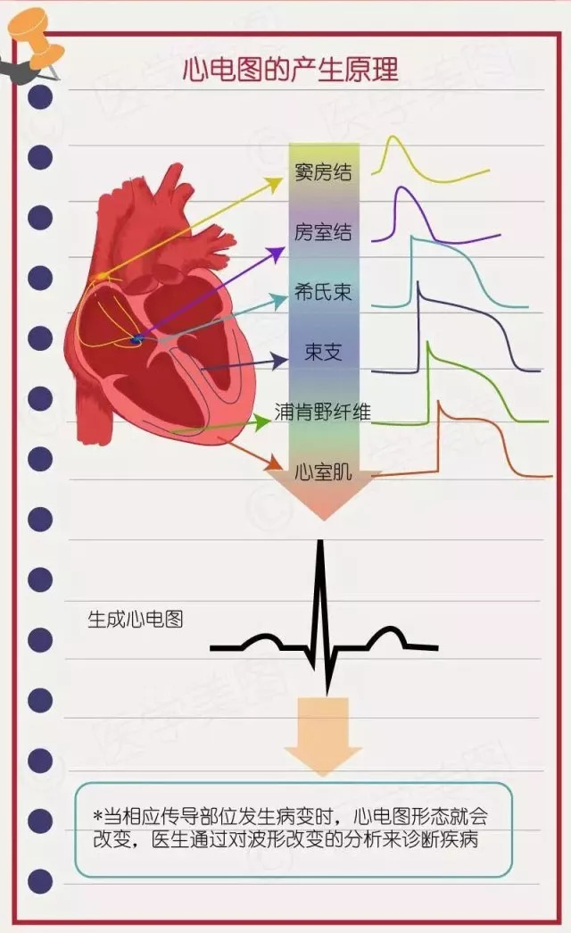 简易心电图教程（一）：如何看正常心电图