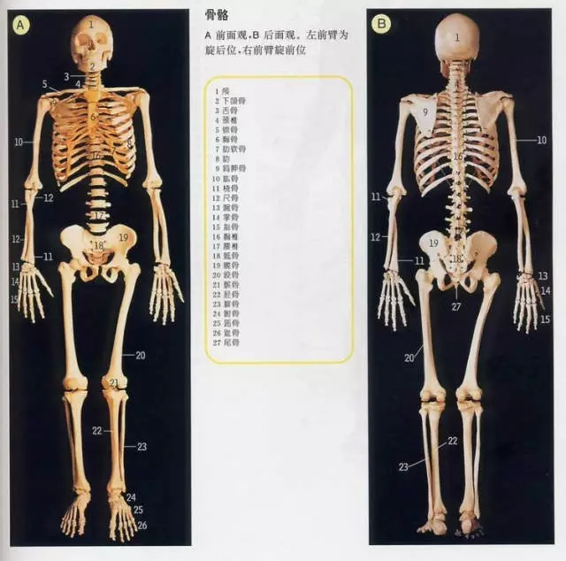 【收藏】史上最全的人体解剖全图