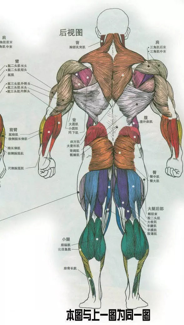 【收藏】史上最全的人体解剖全图