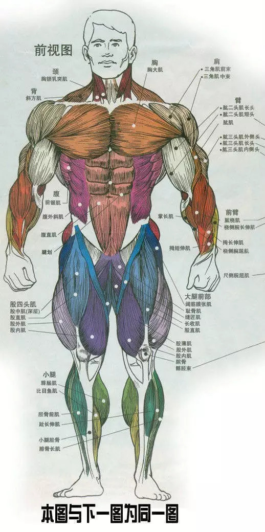 【收藏】史上最全的人体解剖全图