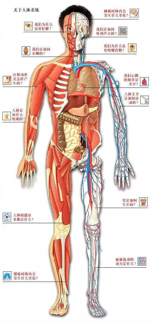 【收藏】史上最全的人体解剖全图