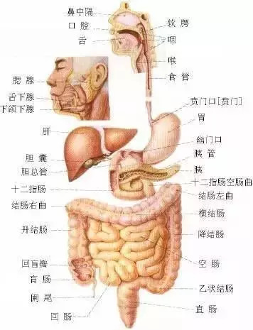 【收藏】史上最全的人体解剖全图