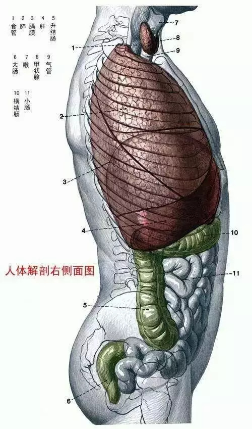 【收藏】史上最全的人体解剖全图