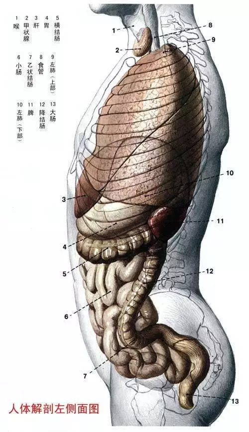 【收藏】史上最全的人体解剖全图