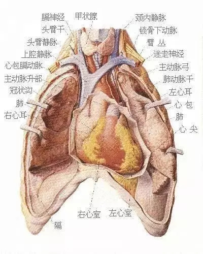 【收藏】史上最全的人体解剖全图