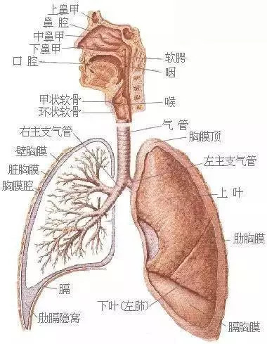 【收藏】史上最全的人体解剖全图