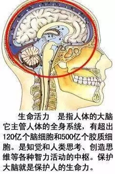 【收藏】史上最全的人体解剖全图