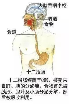 【收藏】史上最全的人体解剖全图