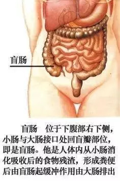 【收藏】史上最全的人体解剖全图