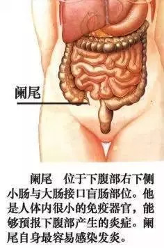 【收藏】史上最全的人体解剖全图