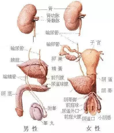 【收藏】史上最全的人体解剖全图