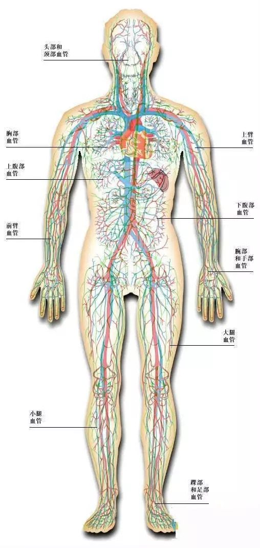 【收藏】史上最全的人体解剖全图