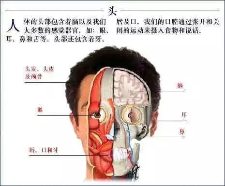 【收藏】史上最全的人体解剖全图