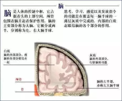 【收藏】史上最全的人体解剖全图