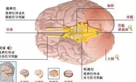 【收藏】史上最全的人体解剖全图