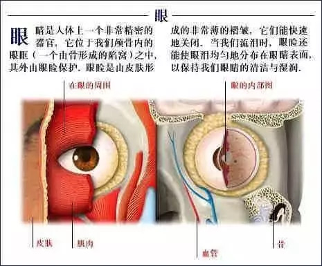 【收藏】史上最全的人体解剖全图