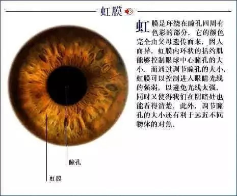 【收藏】史上最全的人体解剖全图