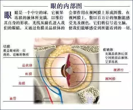 【收藏】史上最全的人体解剖全图