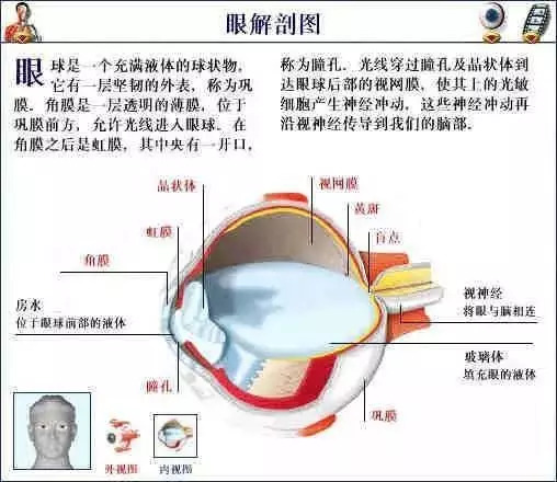 【收藏】史上最全的人体解剖全图