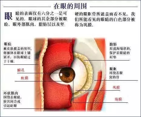 【收藏】史上最全的人体解剖全图