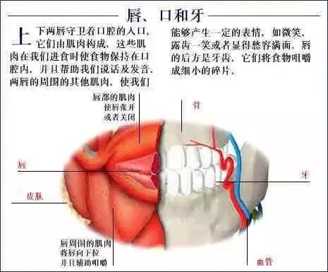 【收藏】史上最全的人体解剖全图