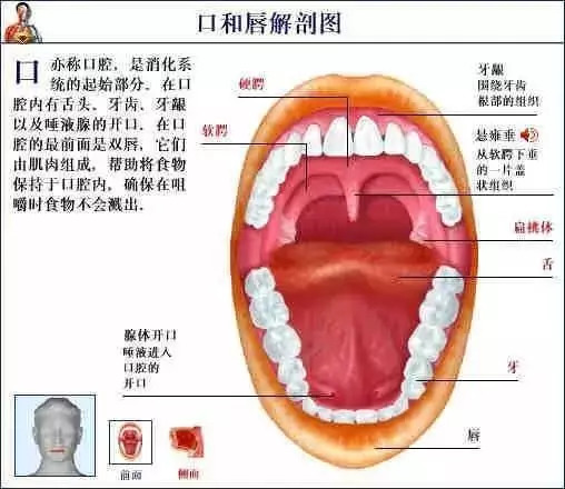 【收藏】史上最全的人体解剖全图