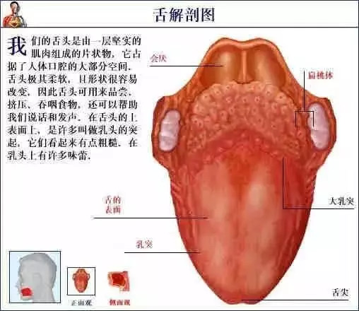 【收藏】史上最全的人体解剖全图