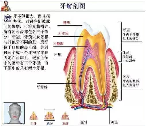 【收藏】史上最全的人体解剖全图