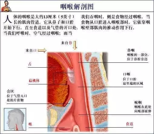 【收藏】史上最全的人体解剖全图