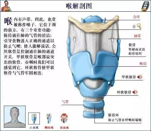 【收藏】史上最全的人体解剖全图