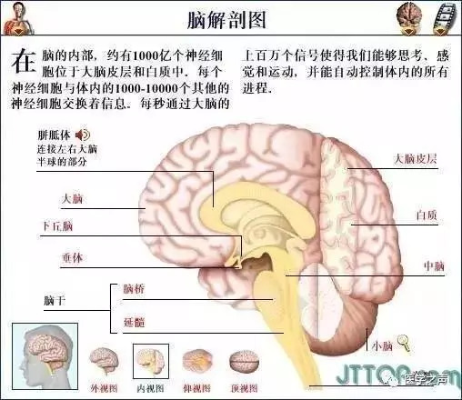 【收藏】史上最全的人体解剖全图