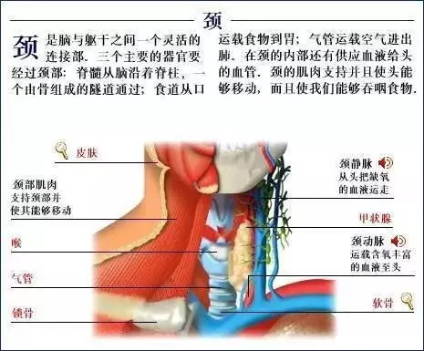 【收藏】史上最全的人体解剖全图