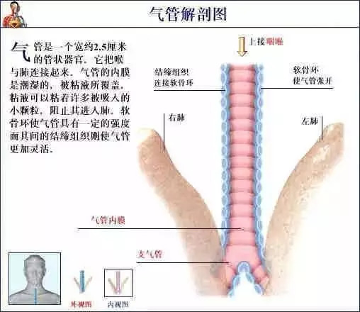 【收藏】史上最全的人体解剖全图