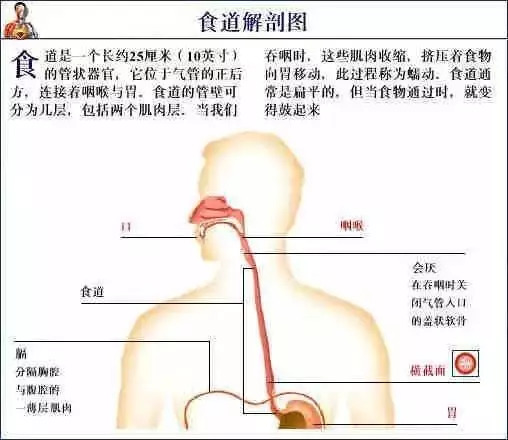 【收藏】史上最全的人体解剖全图