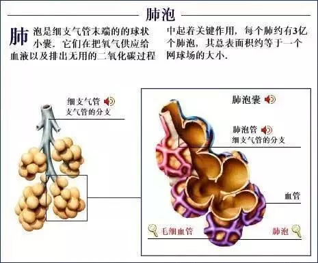 【收藏】史上最全的人体解剖全图