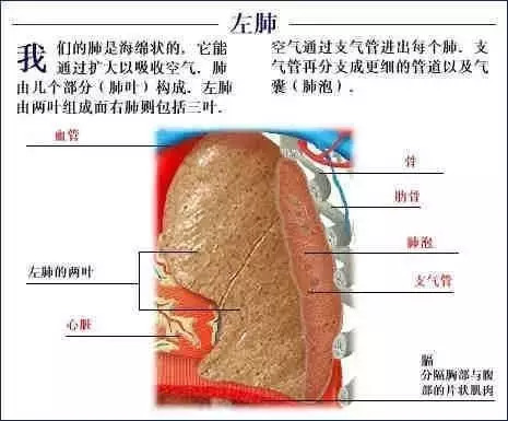 【收藏】史上最全的人体解剖全图