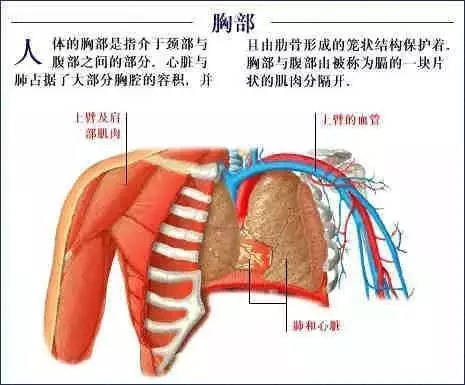 【收藏】史上最全的人体解剖全图