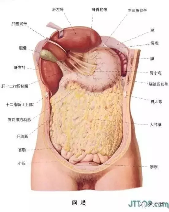 【收藏】史上最全的人体解剖全图