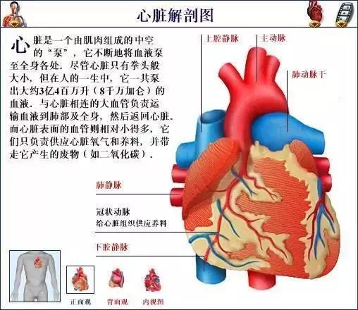 【收藏】史上最全的人体解剖全图