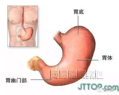 【收藏】史上最全的人体解剖全图