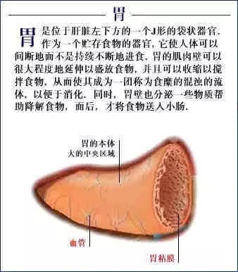 【收藏】史上最全的人体解剖全图