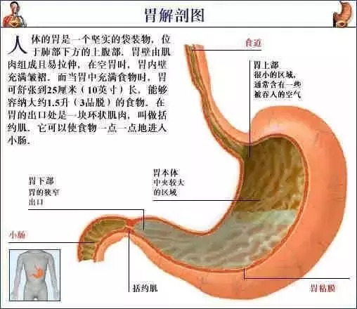 【收藏】史上最全的人体解剖全图